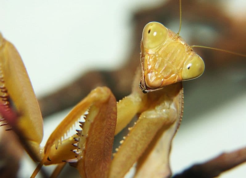 Sphodromantis lineola