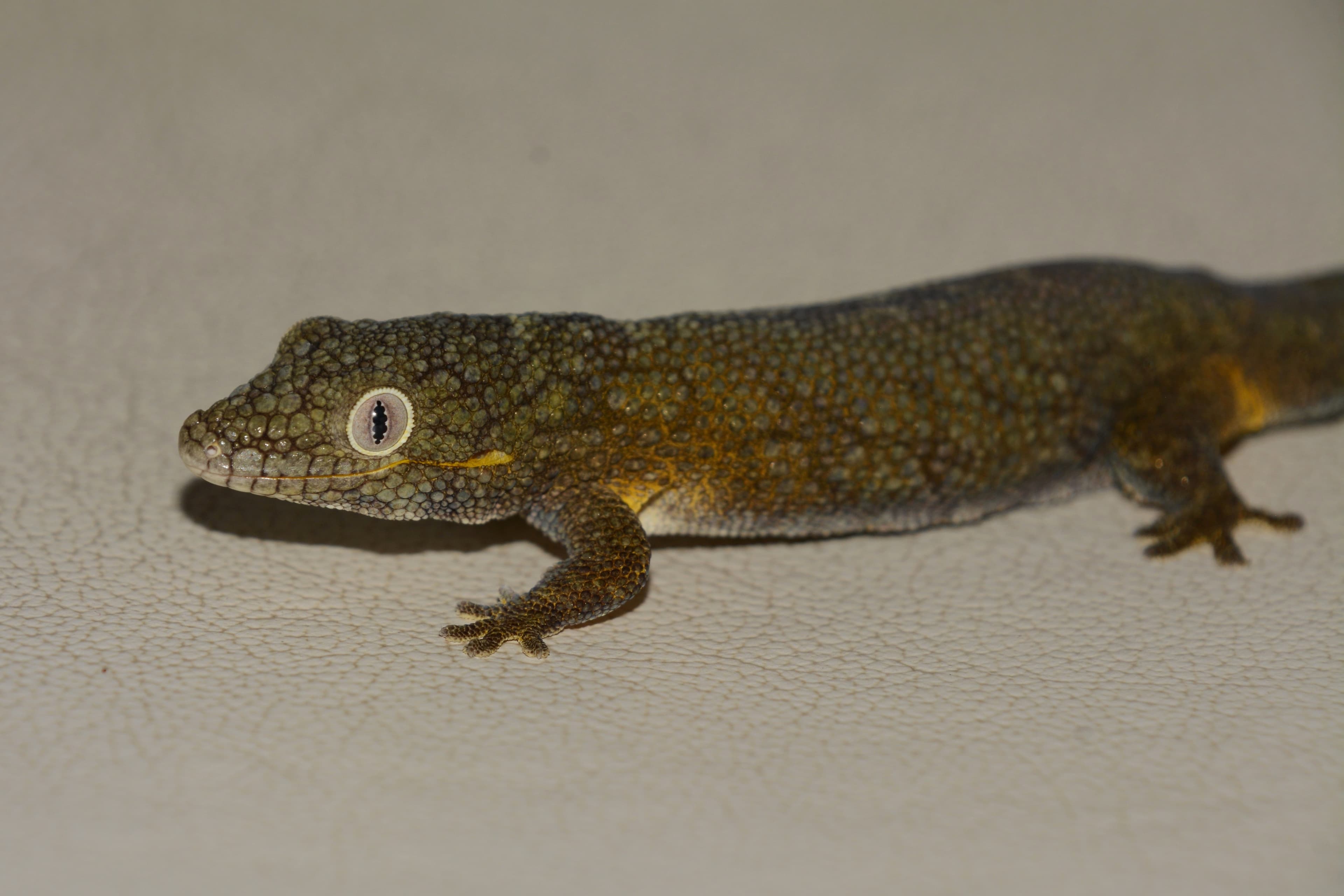 Eurydactylodes agricolae