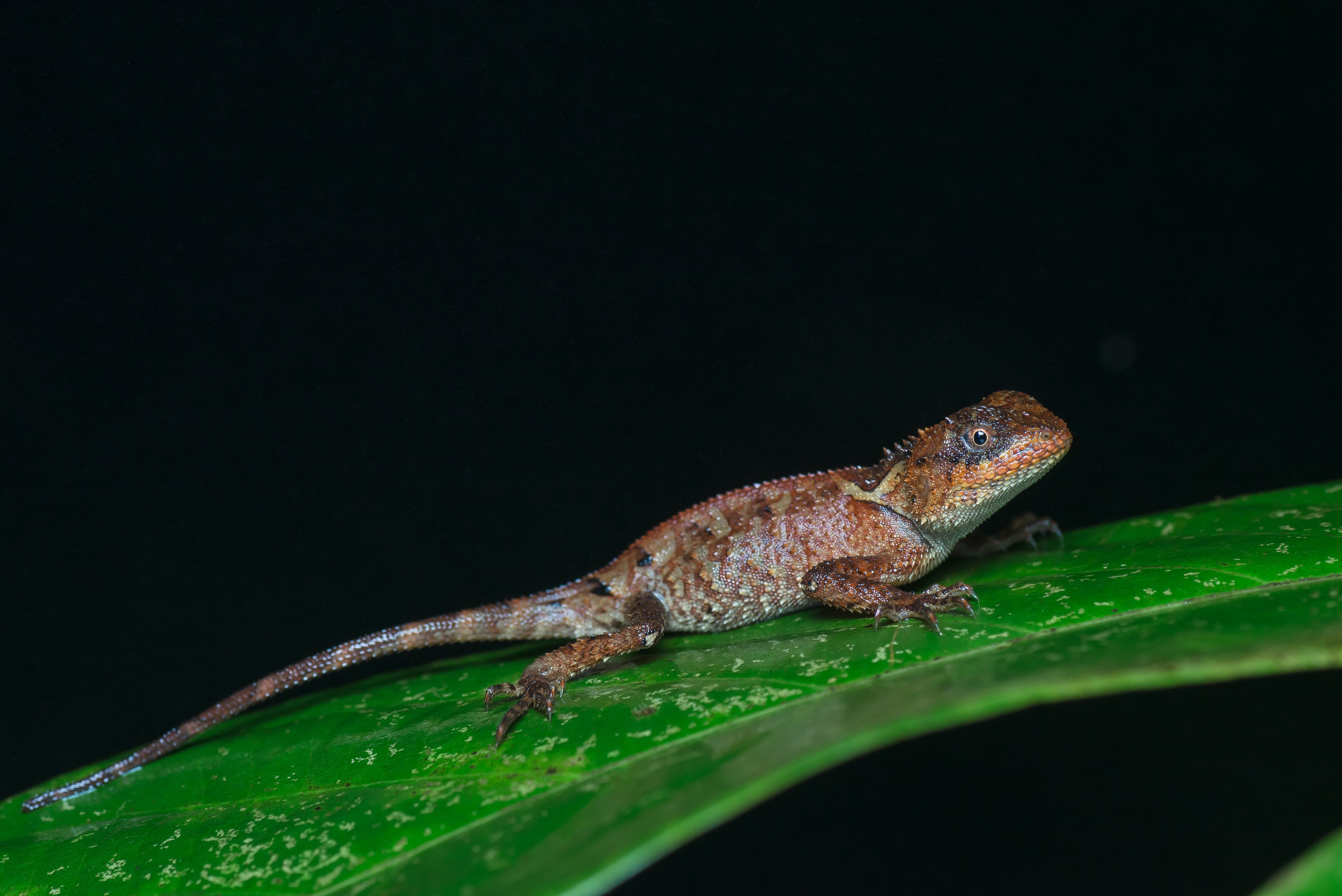 Acanthosaura lepidogaster 