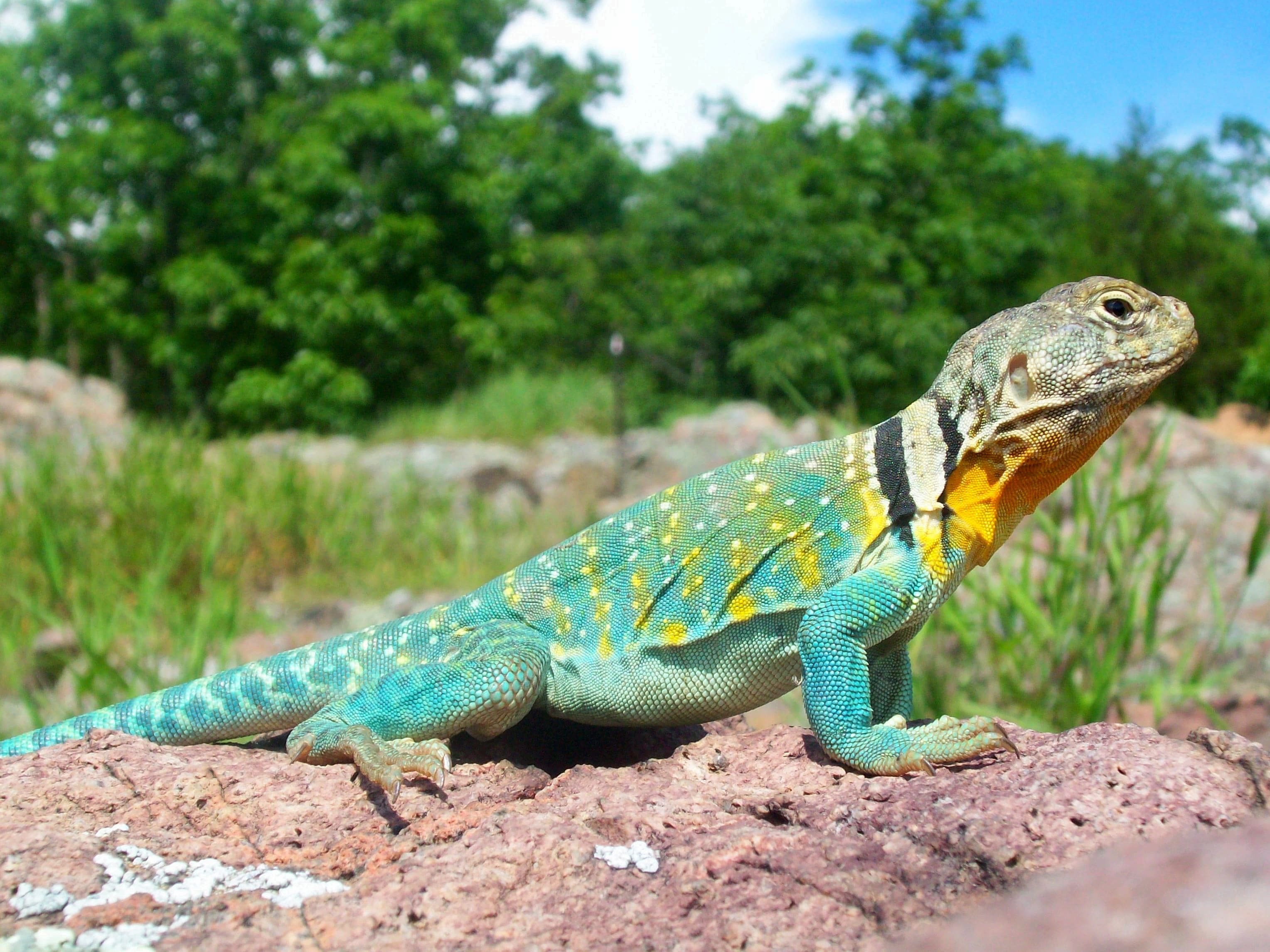 Crotaphytus collaris 