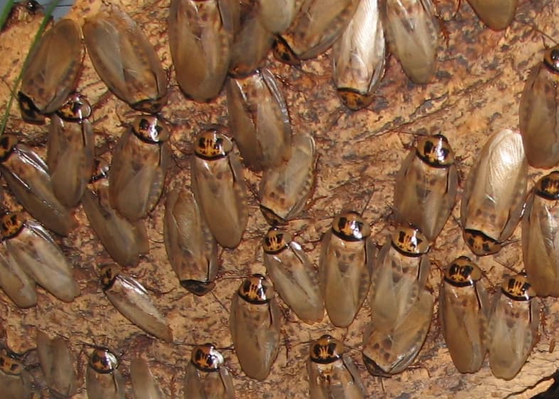 Eublaberus distanti