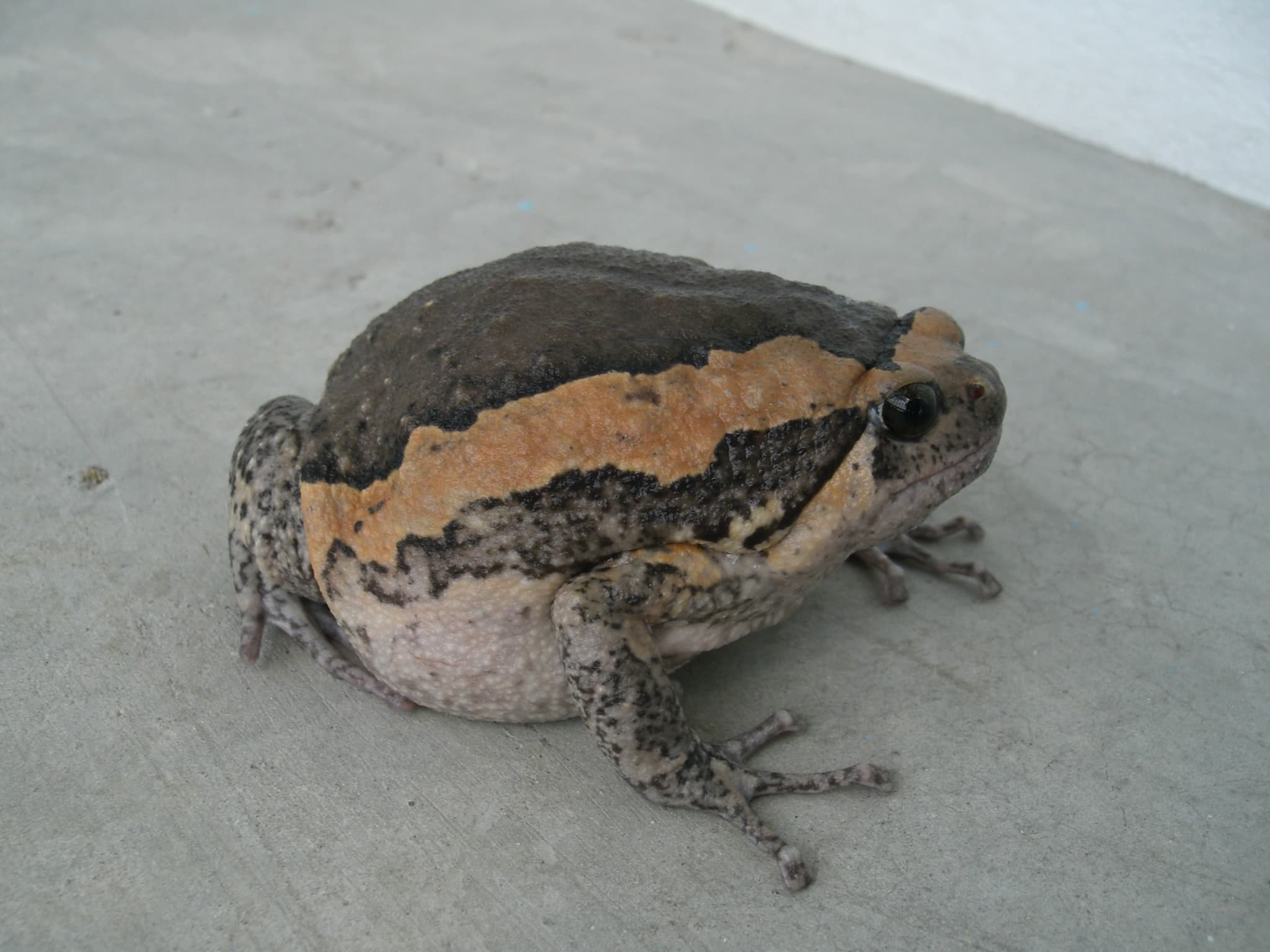 Kaloula pulchra 