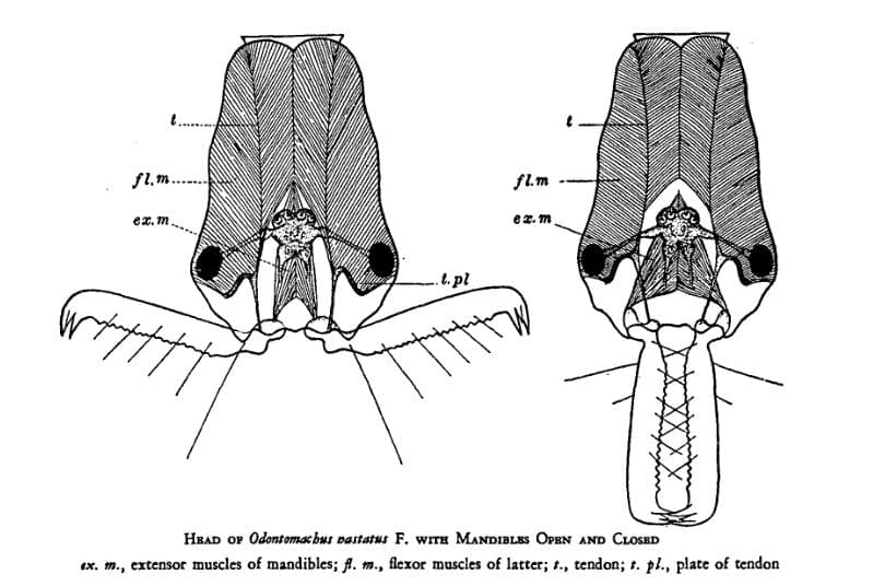 Odontomachus hastatus