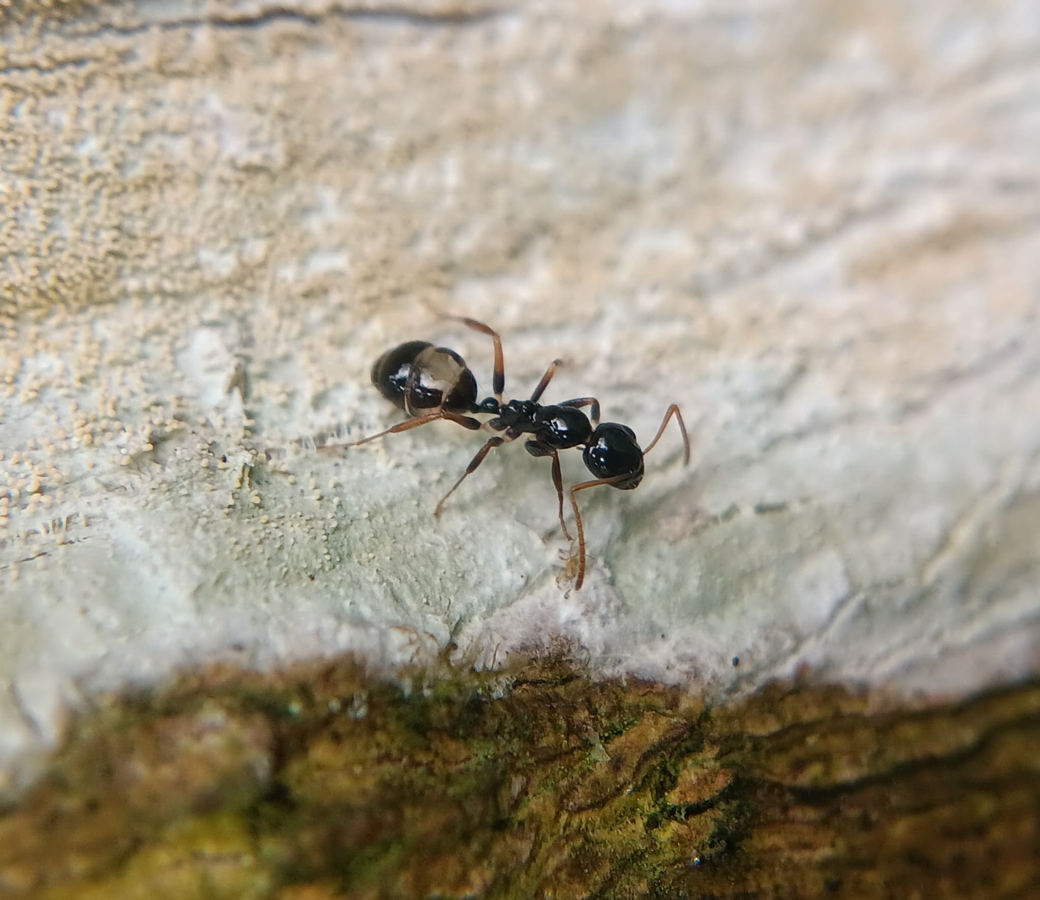 Camponotus bellus 