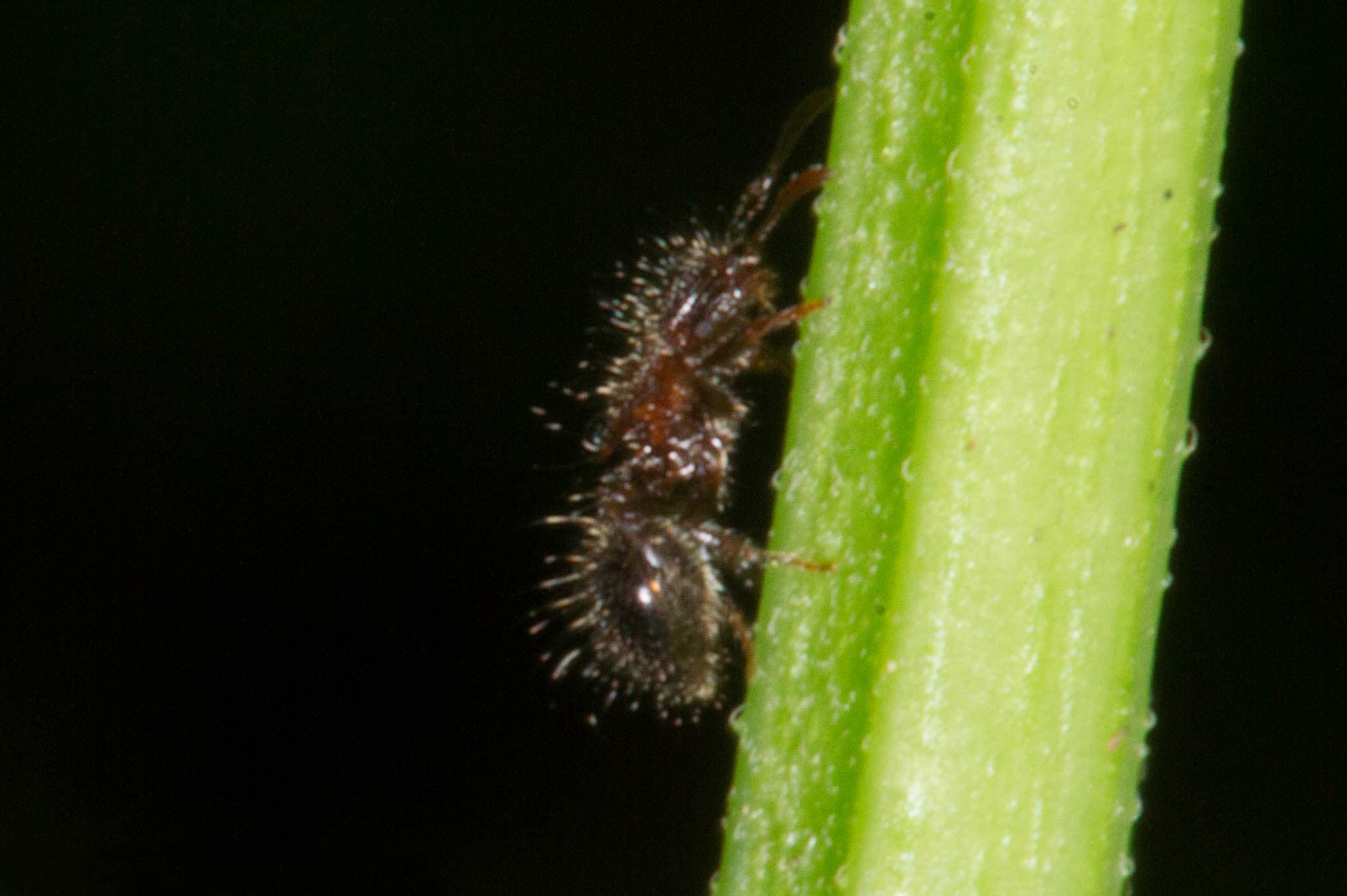 Meranoplus bicolor 