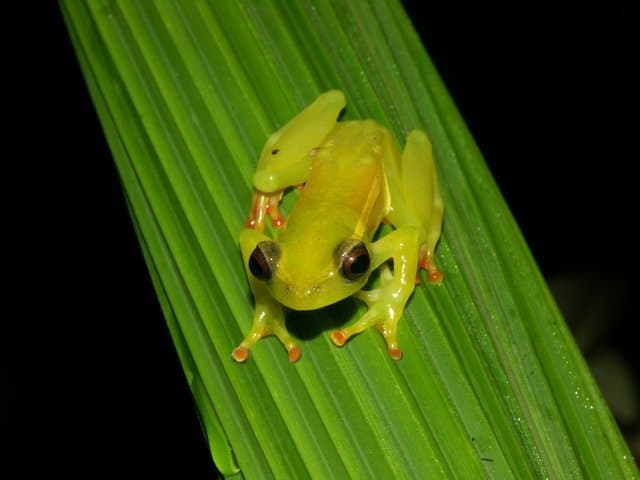 Hyperolius riggenbachi 