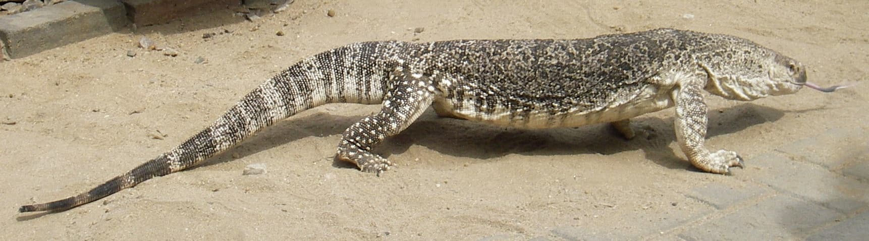 Varanus exanthematicus