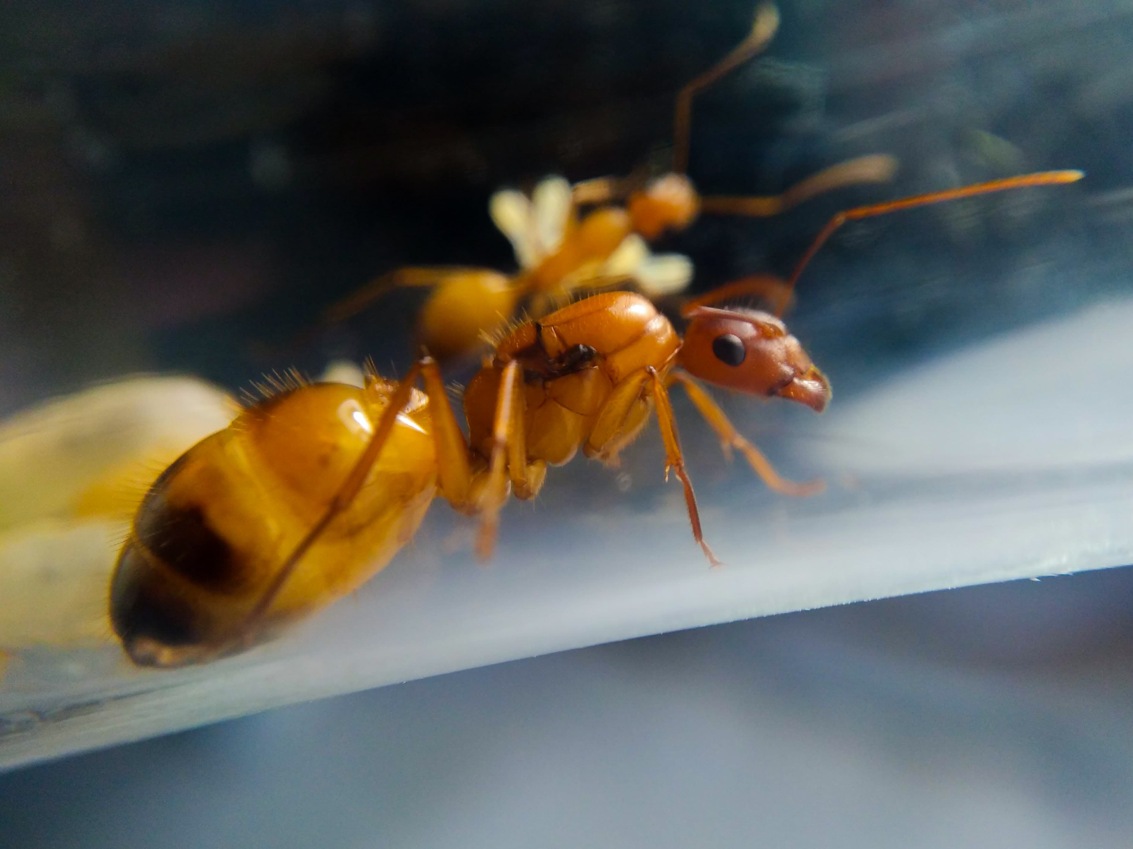 Camponotus pilicornis 