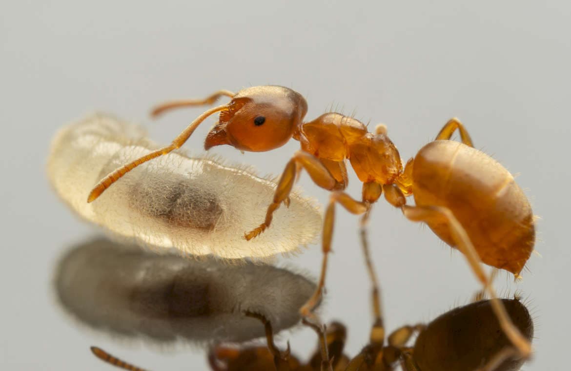 Lasius flavus 