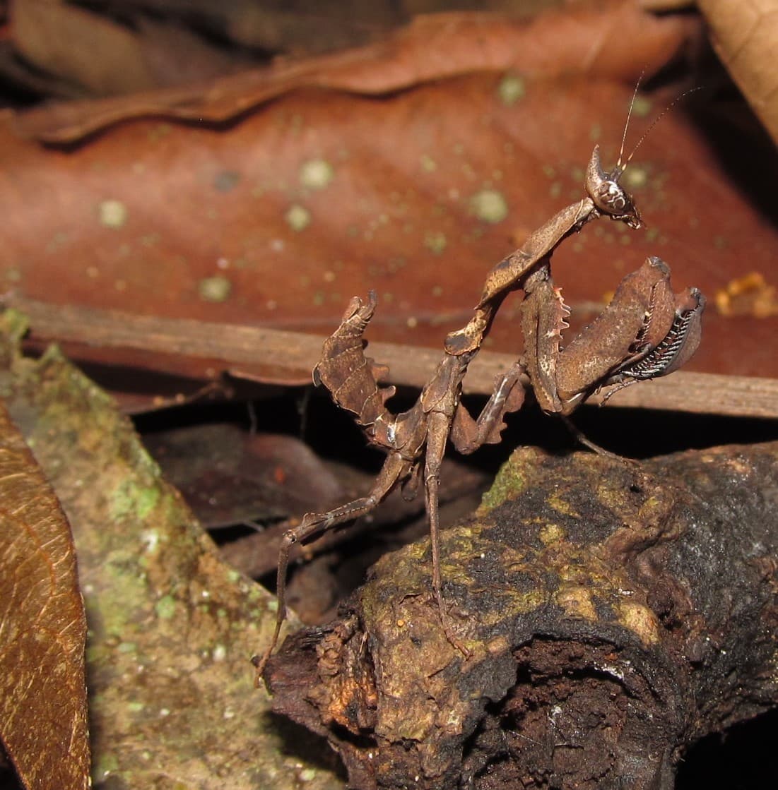 Parablepharis kuhlii asiatica 