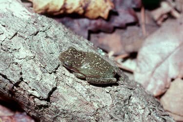 Dryophytes squirellus (antérieurement Hyla squirella)
