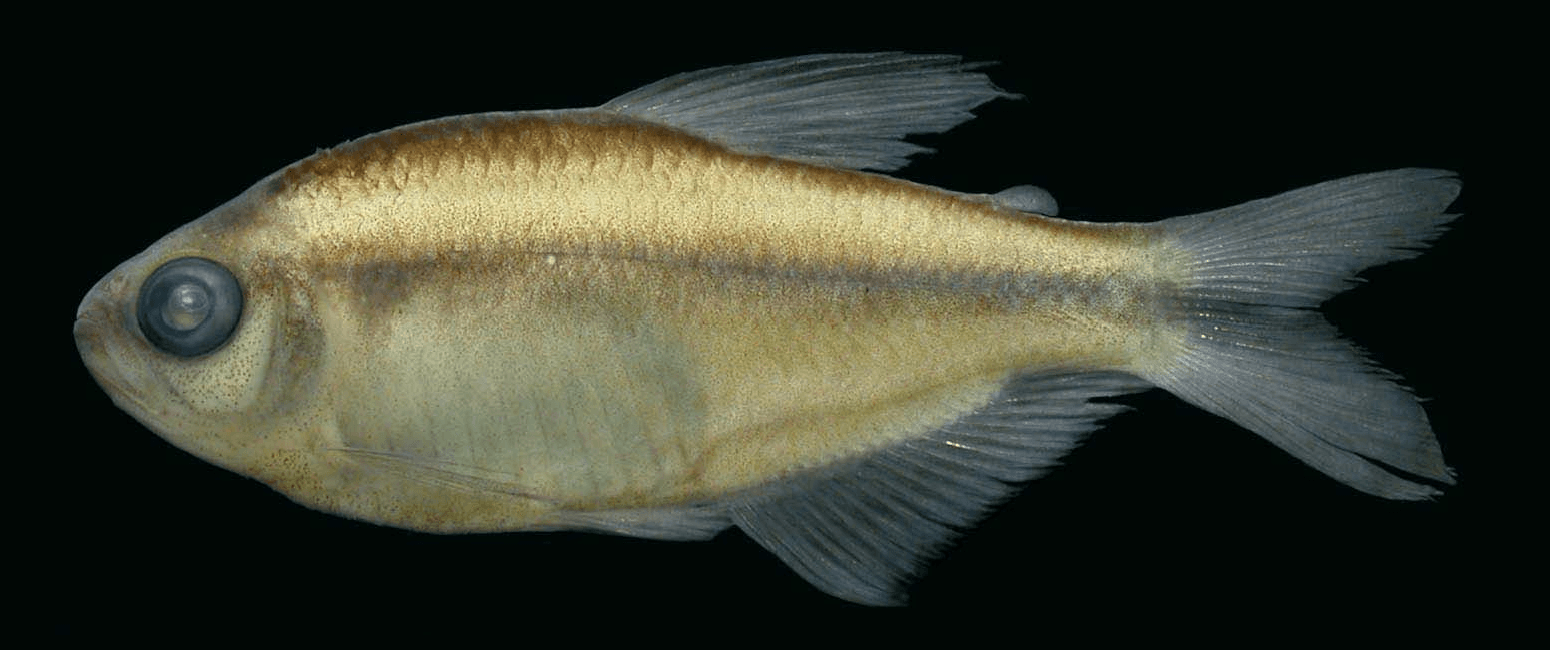 Hyphessobrycon notidanos