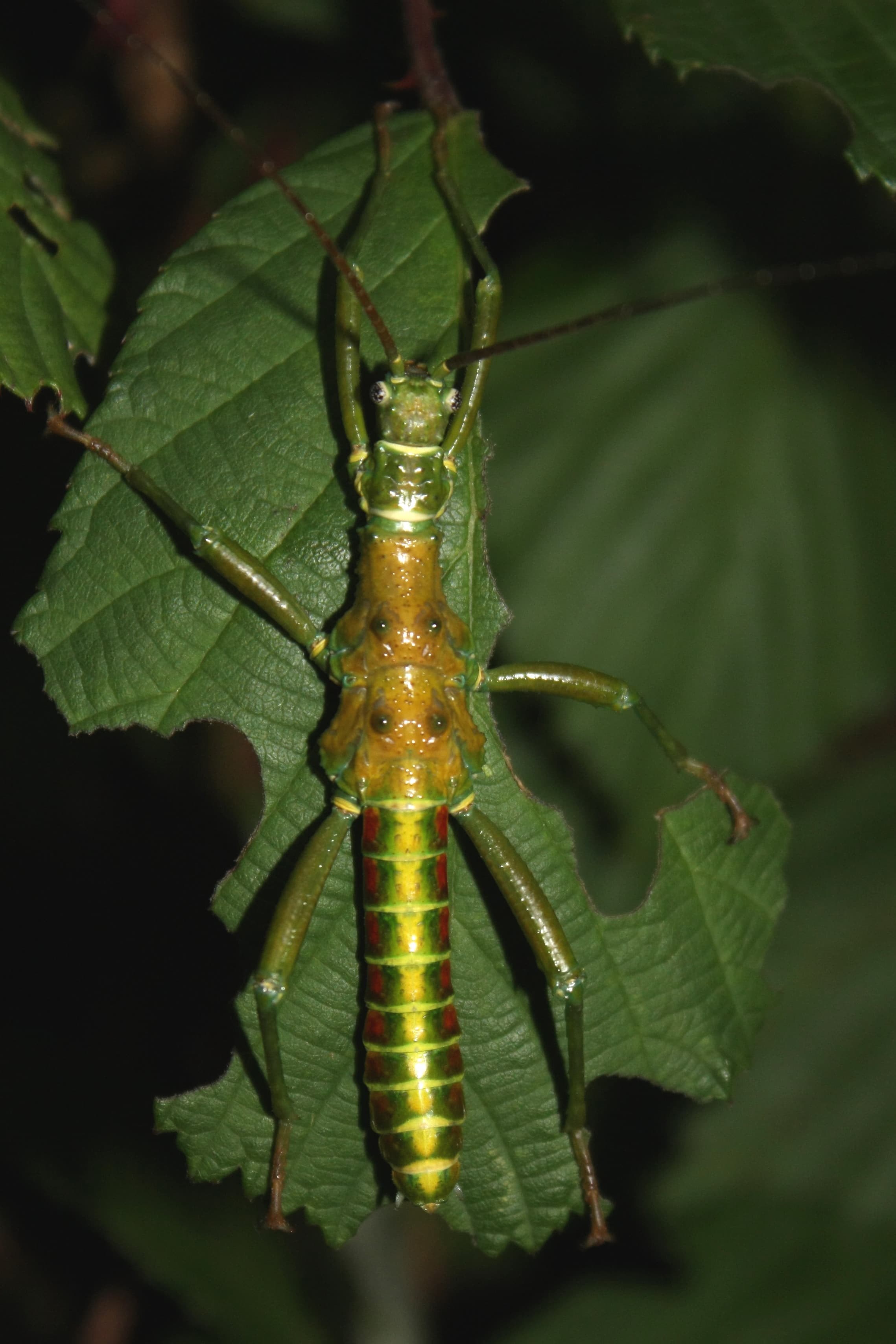 Mearnsiana bullosa