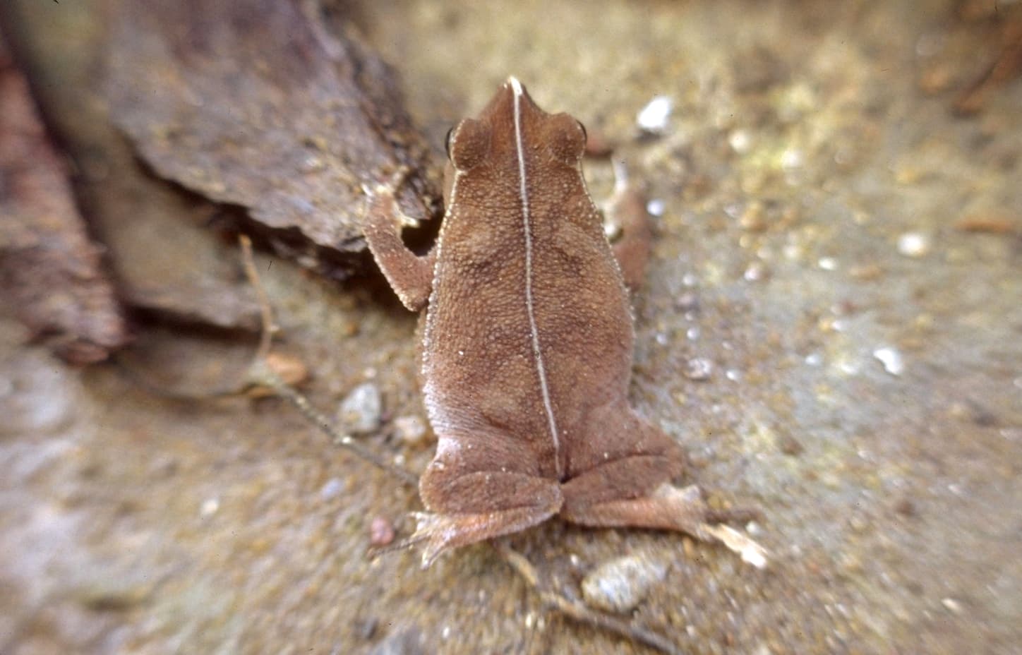 Bufo typhonius