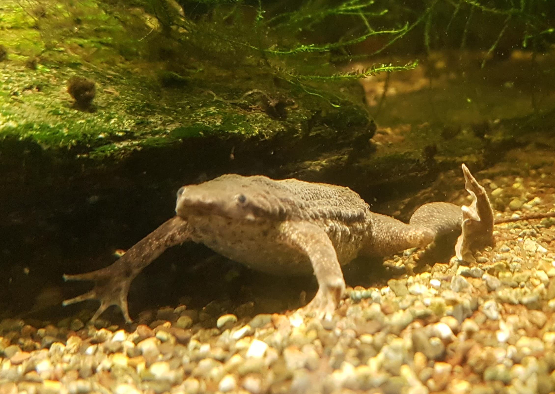Pipa parva
