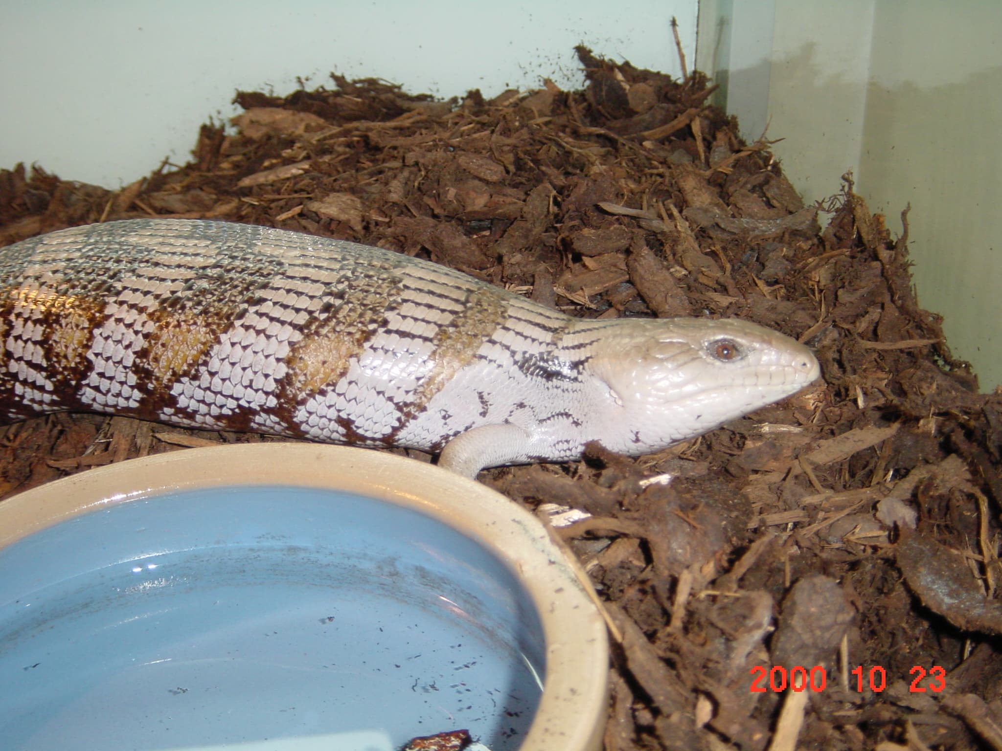 Tiliqua scincoides intermedia
