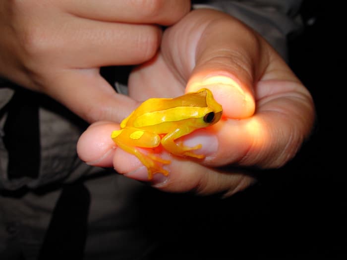 Dendropsophus leucophyllatus