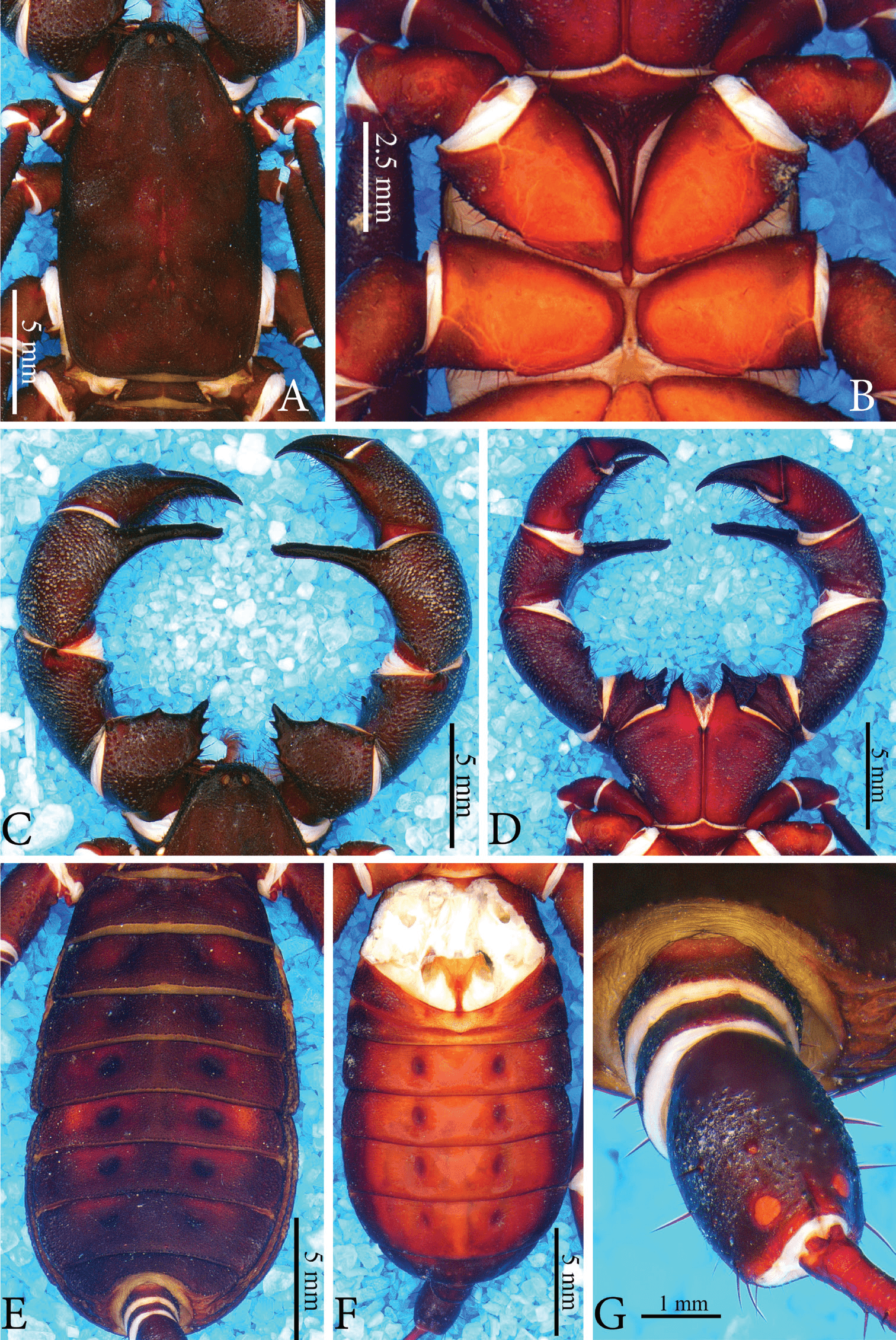 Typopeltis guangxiensis Haupt & Song, 1996