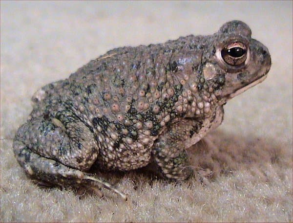 Anaxyrus speciosus (anciennement Bufo speciosus)