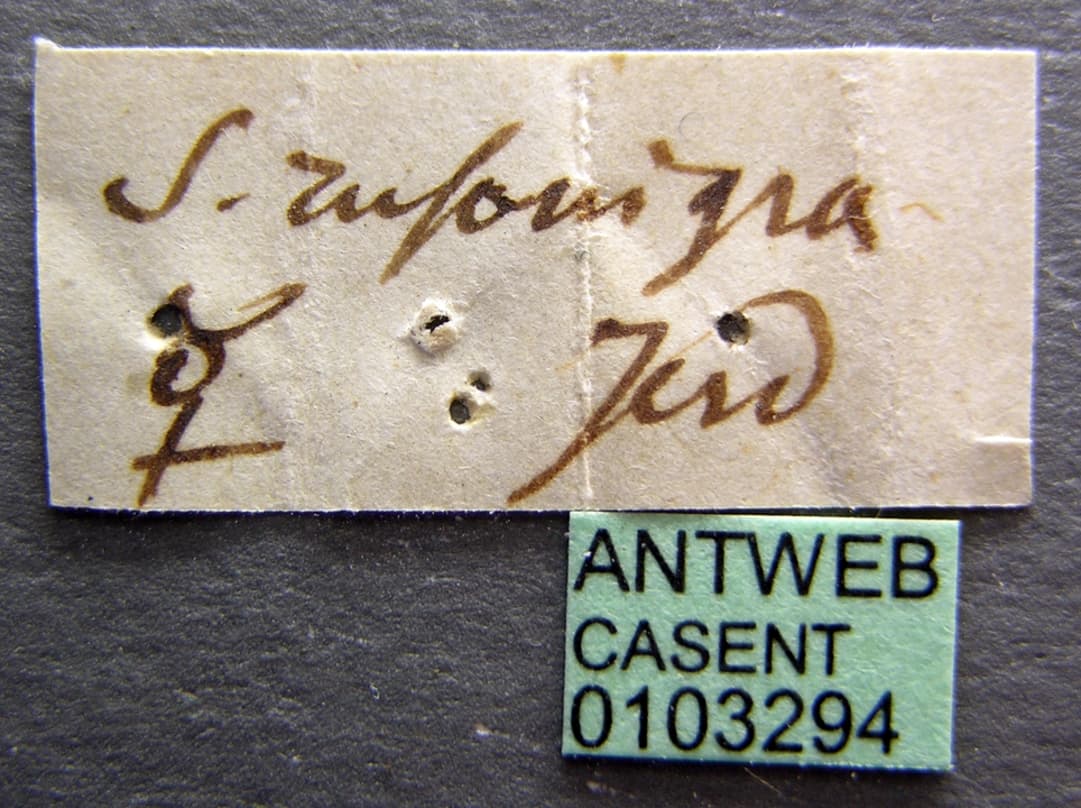 Tetraponera rufonigra (Jerdon, 1851)