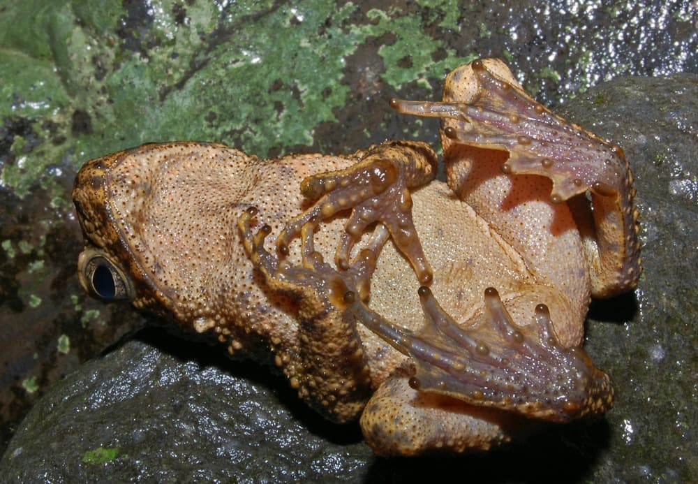 Phrynoidis asper