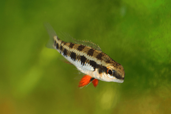 Dicrossus filamentosus