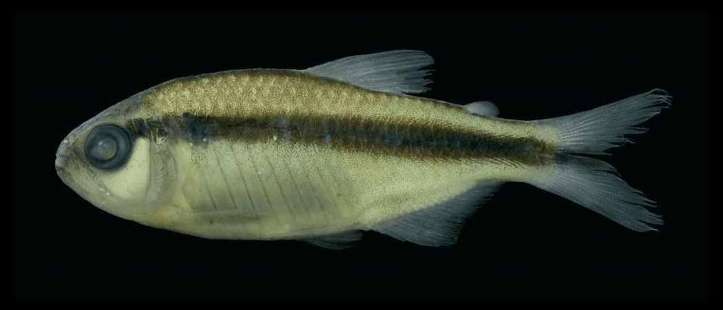 Hyphessobrycon melanostichos