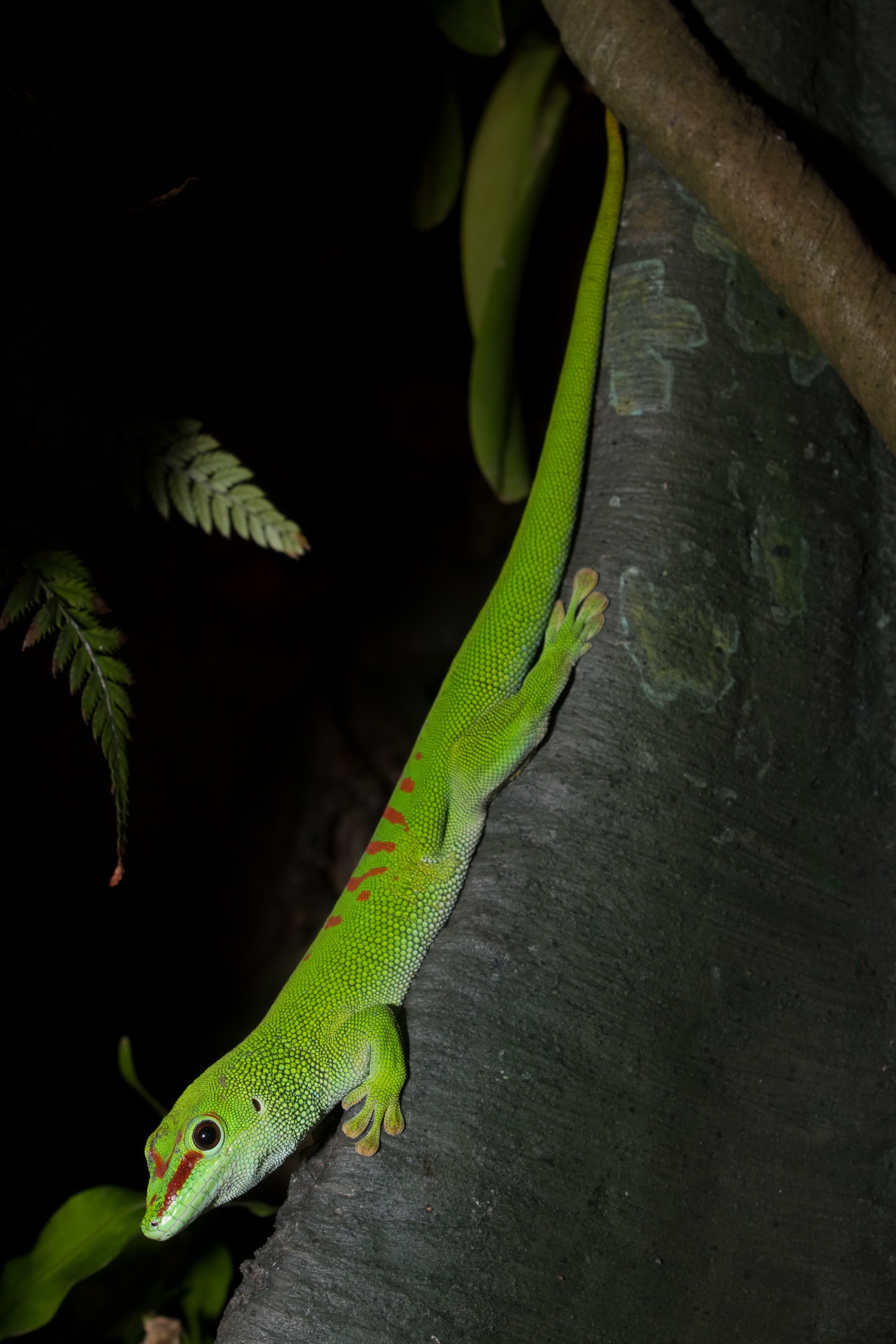 Phelsuma grandis 