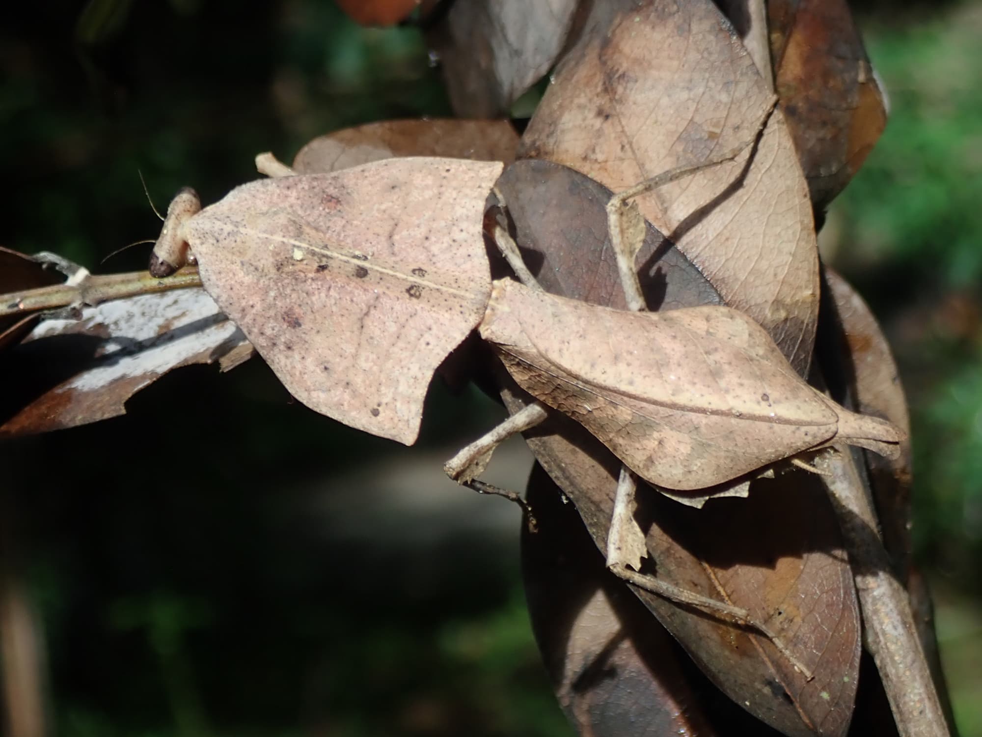 Deroplatys gorochovi