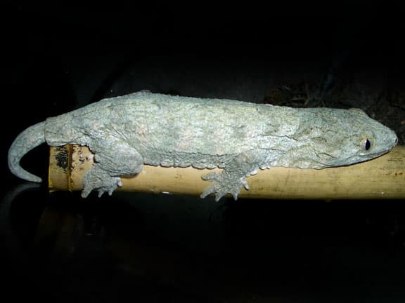Rhacodactylus leachianus