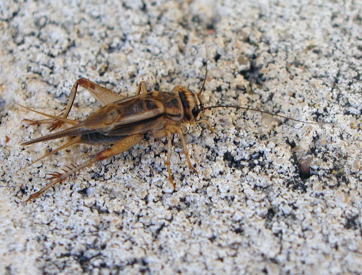 Acheta domesticus