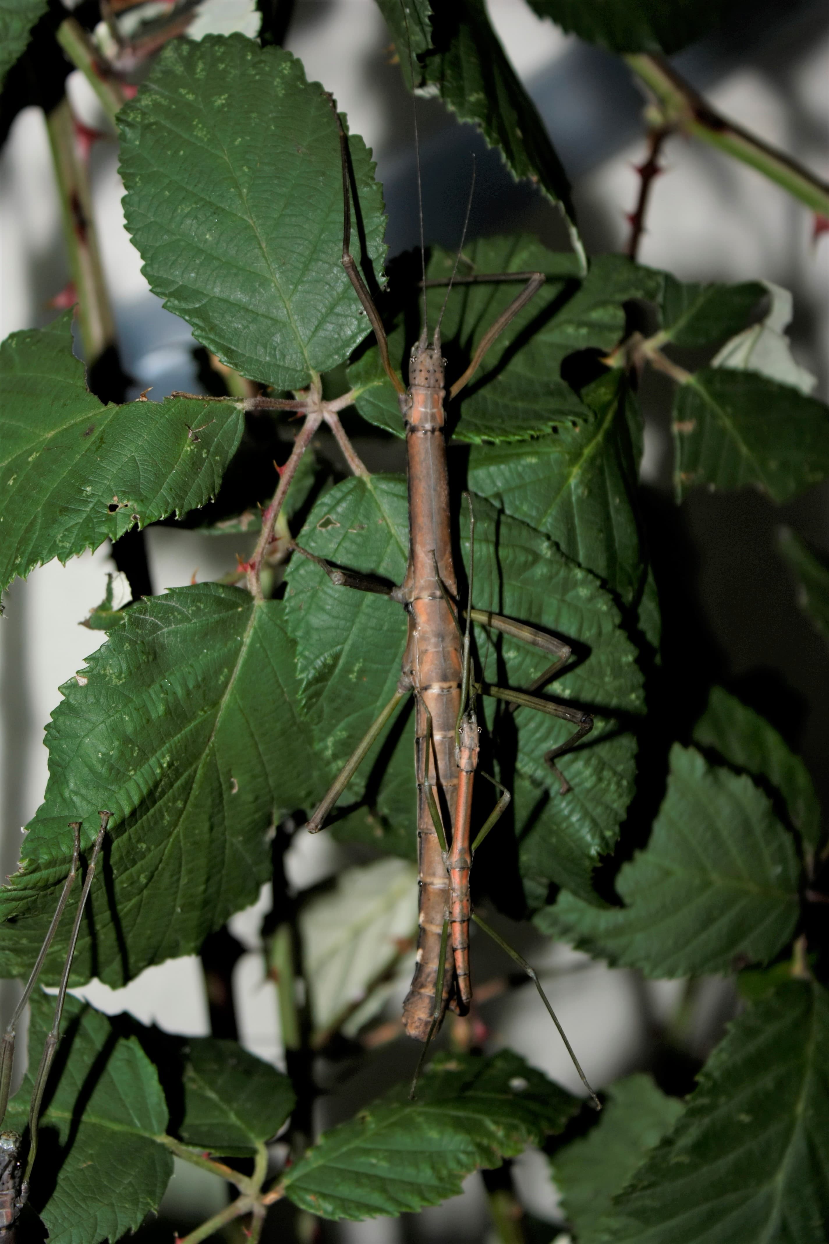 Nuichua rabaeyae