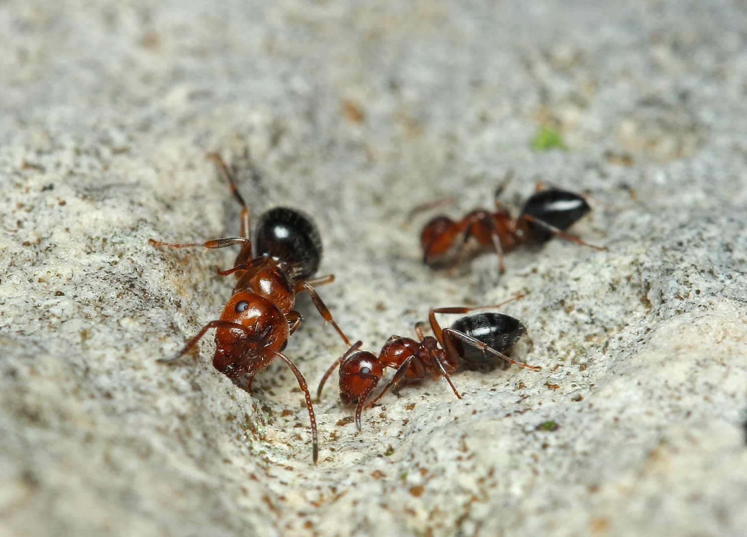 Camponotus lateralis 