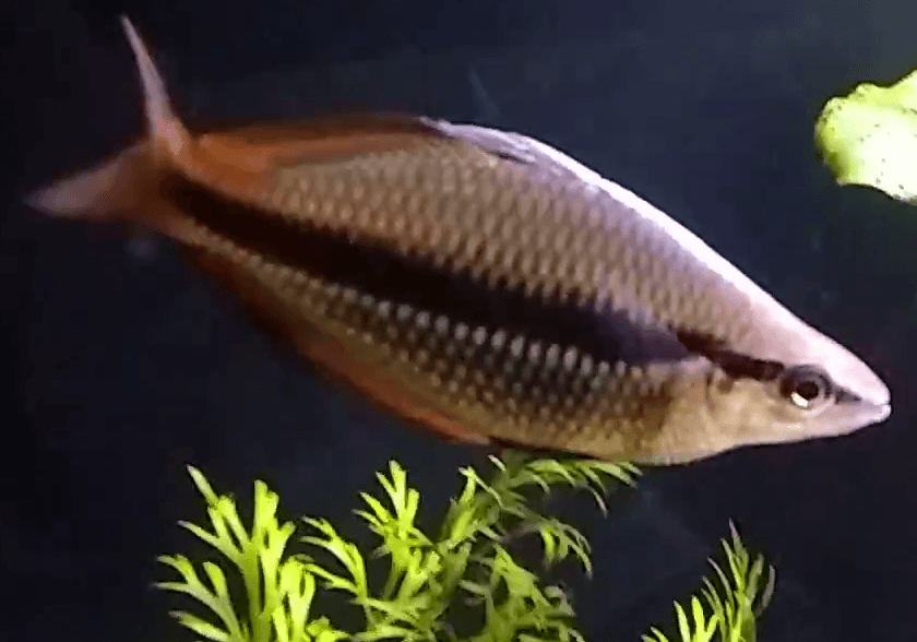 Melanotaenia trifasciata
