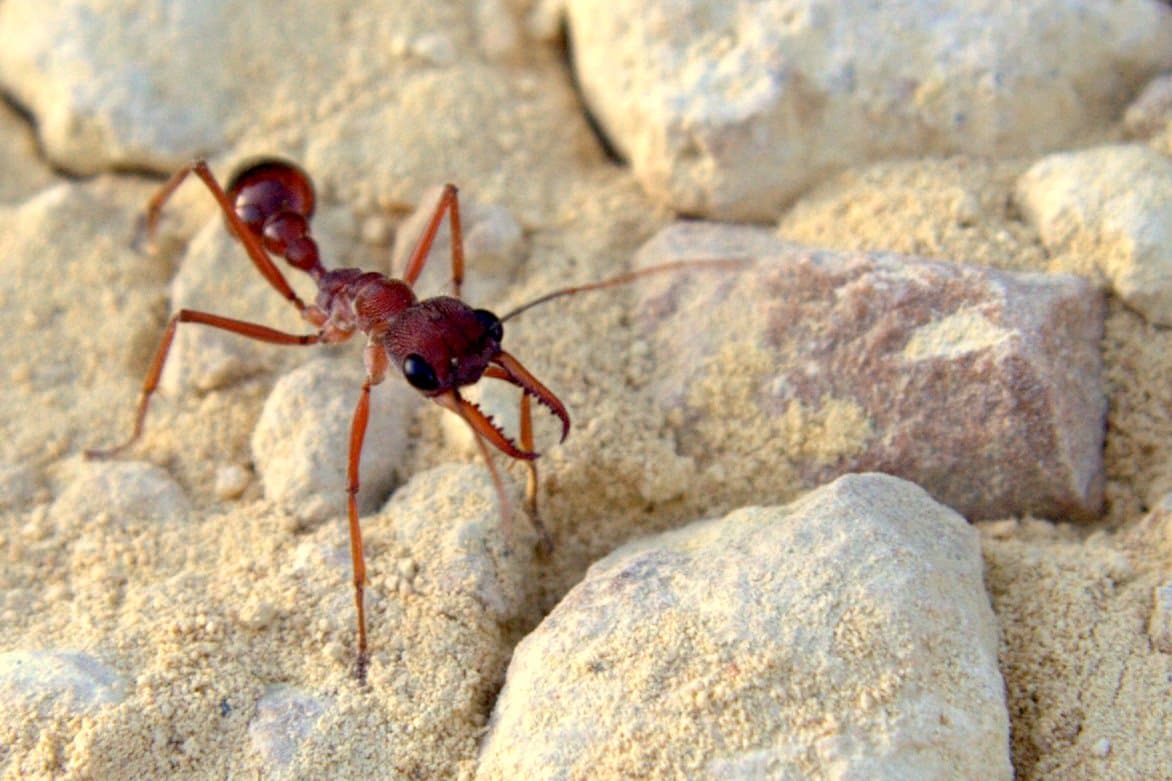 Myrmecia gulosa
