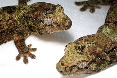 Mniarogekko chahoua