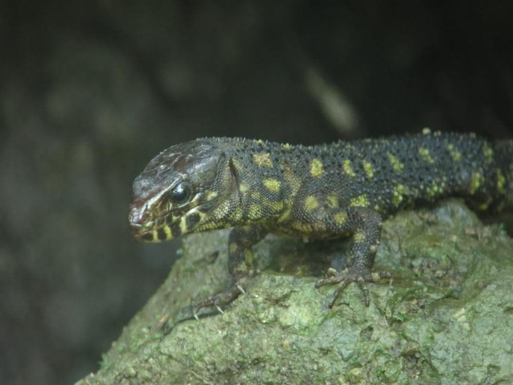 Lepidophyma flavimaculatum