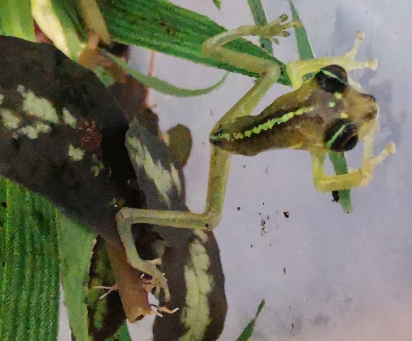 Litoria thesaurensis