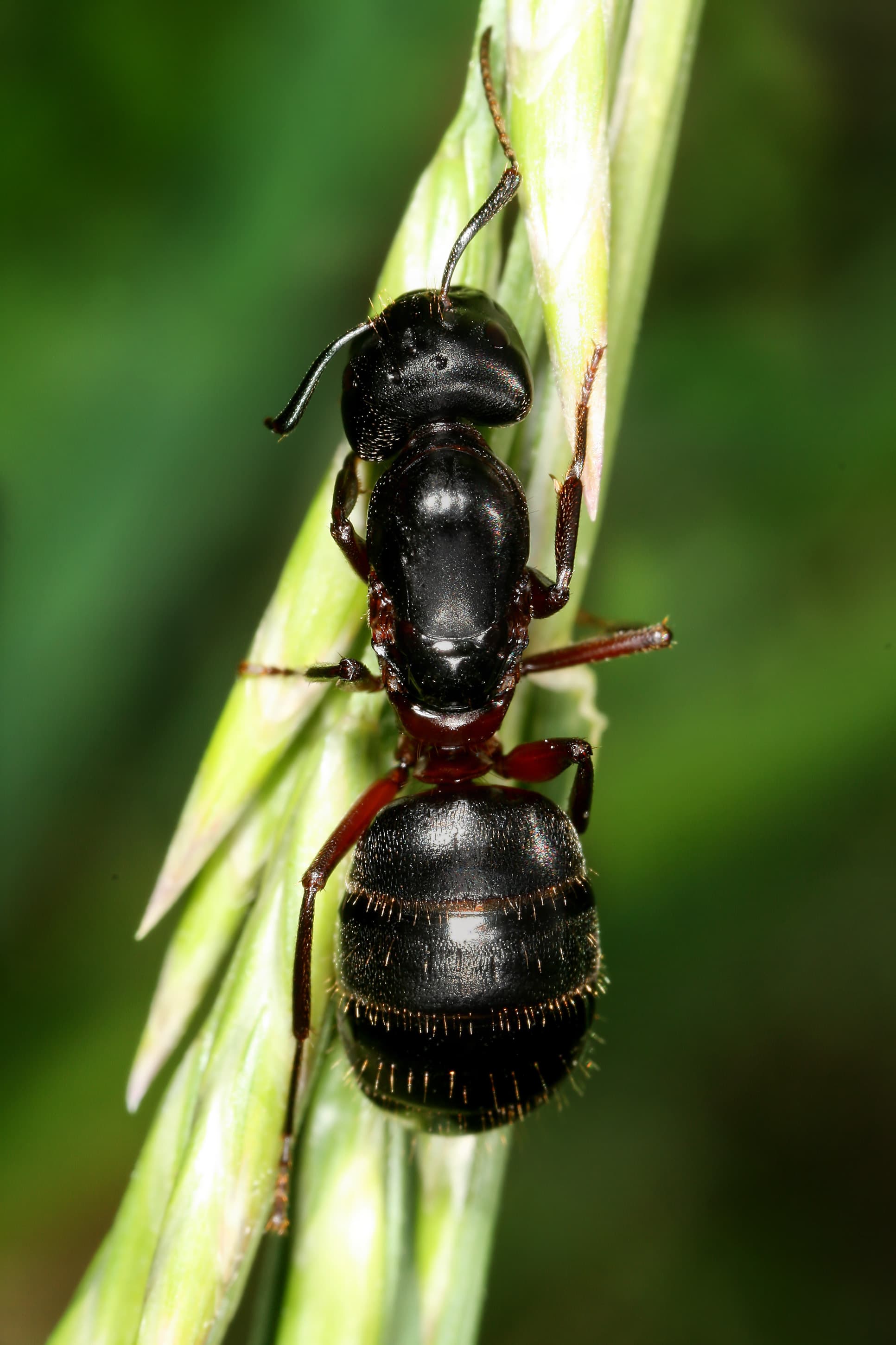 Camponotus herculeanus