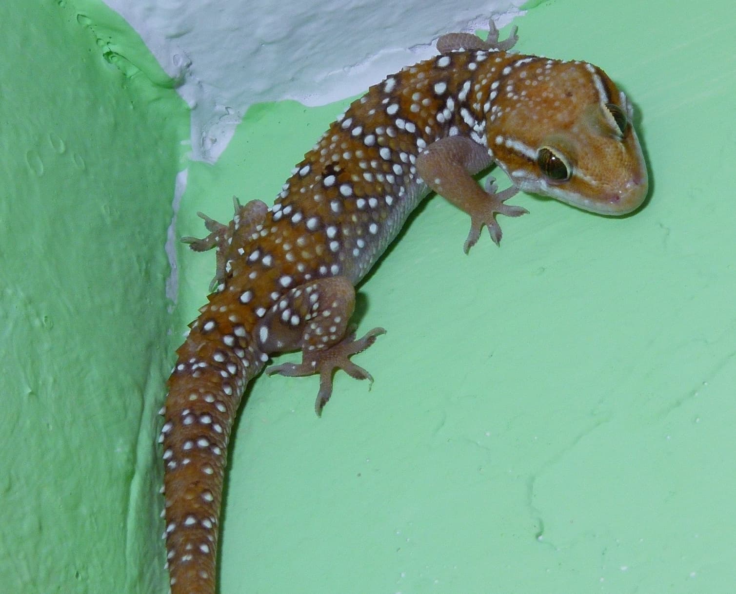Hemidactylus triedrus