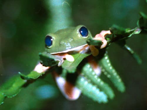 Agalychnis moreletii