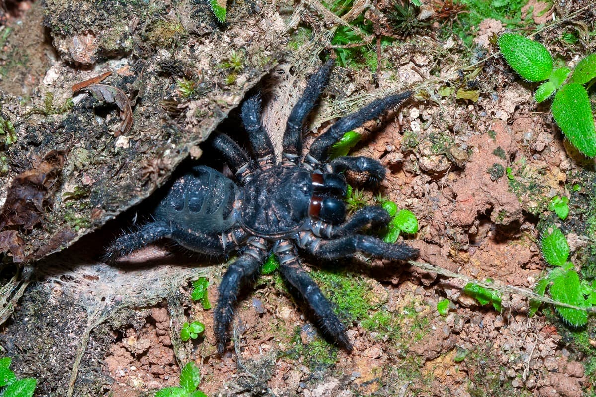 Liphistius malayanus