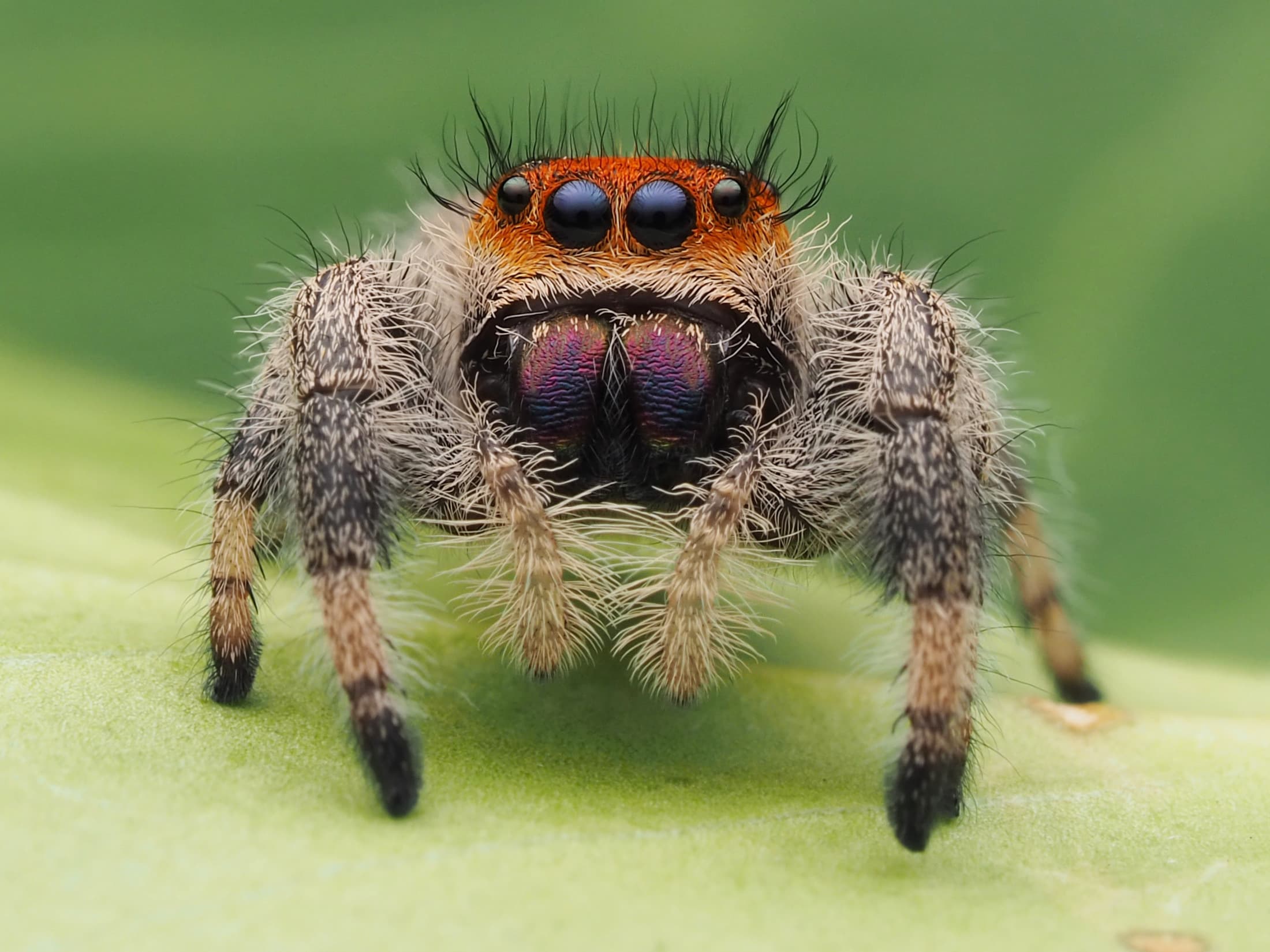 Phidippus regius