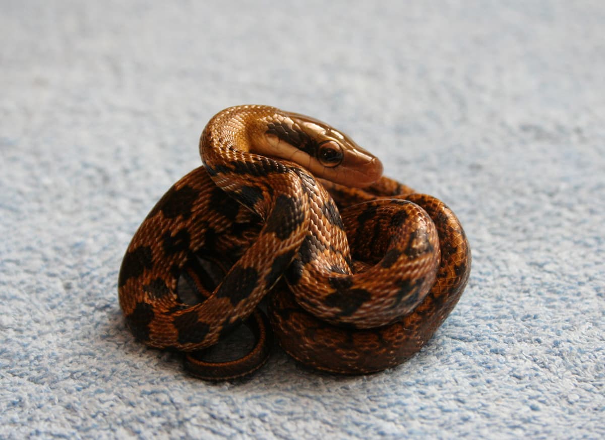 Orthriophis taeniurus grabowskyi