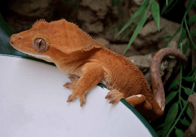 Correlophus ciliatus