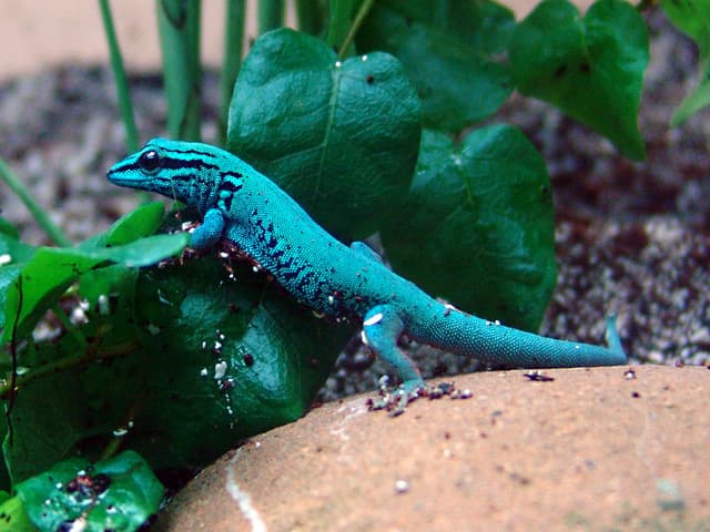 Lygodactylus williamsi 