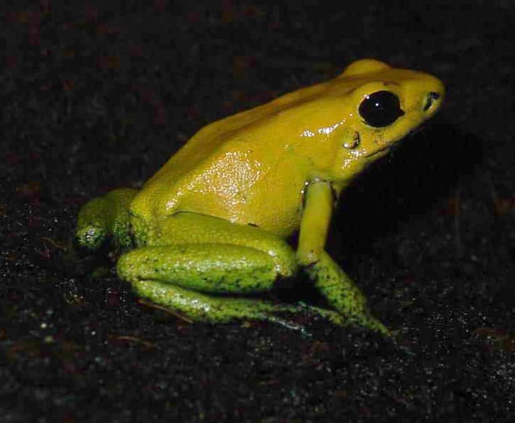 Phyllobates bicolor