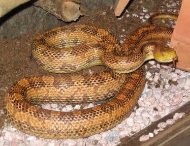 Pantherophis obsoletus