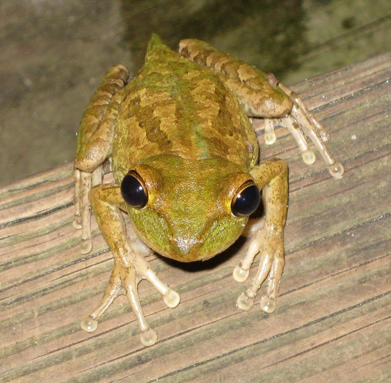 Osteopilus septentrionalis