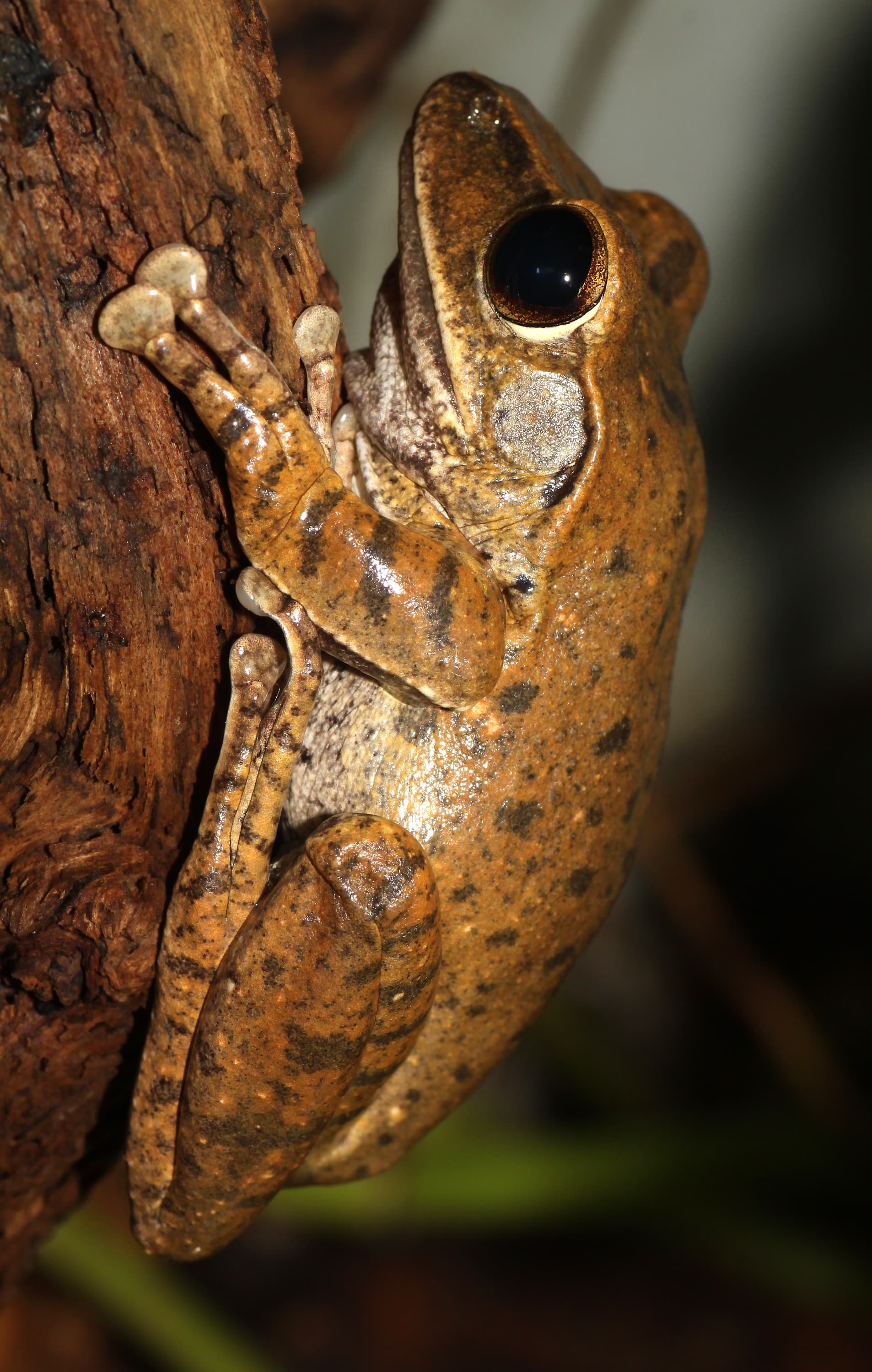 Polypedates leucomystax 
